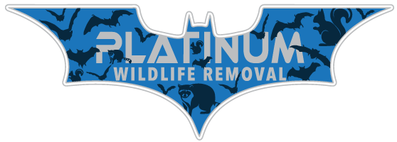 Kent County Wildlife Control
